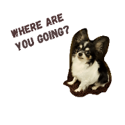 The Adventurous Chihuahuas