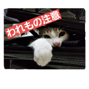 Ange-chan of a cat