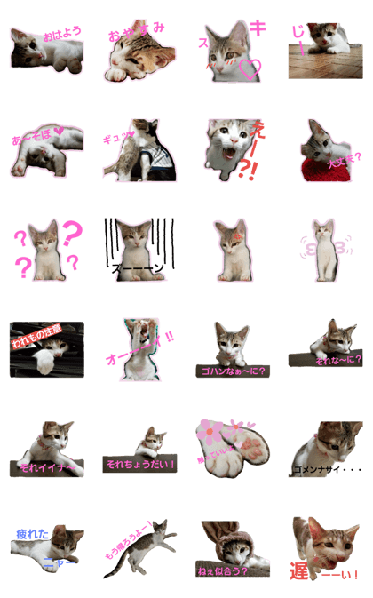 Ange-chan of a cat