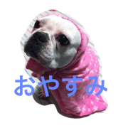French bulldog mei