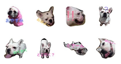 French bulldog mei