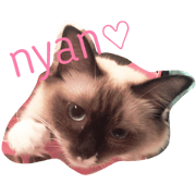 Ragdoll cat