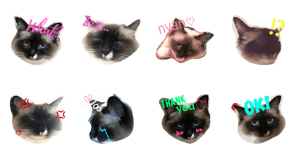 Ragdoll cat