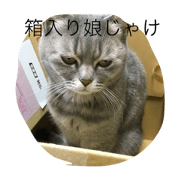 my cat siina