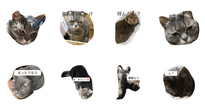 my cat siina