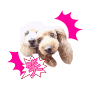 Dogs life Collon and Kaito