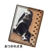 Cats full of cats