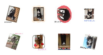 Cats full of cats