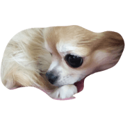 TeTo dog