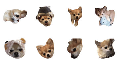 TeTo dog