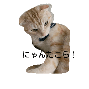 catten