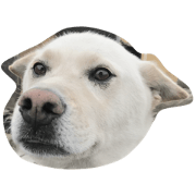 kotamiche