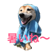 sibacogi