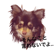 Shy chihuahua