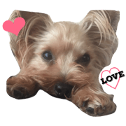 YorkshireTerrier Sticker1