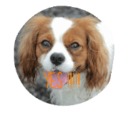 cavalier999