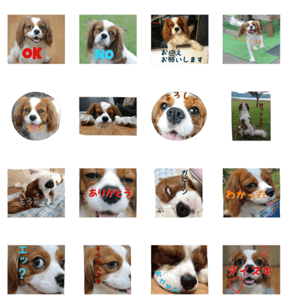 cavalier999