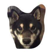 dogcatdog