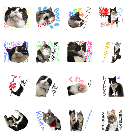 my cats mona & hina