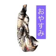 three CATS brothers