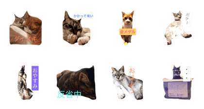 three CATS brothers