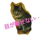 wasabi neko