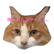 COOL and CUTE CATS