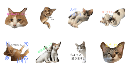 COOL and CUTE CATS