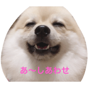 Pomeranian.mametsubu