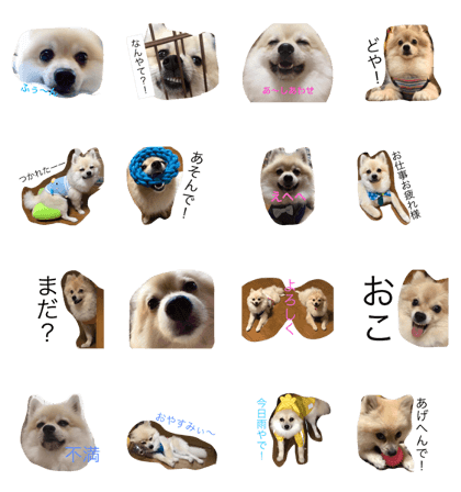 Pomeranian.mametsubu