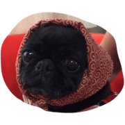BLACK PUG Mom  KOHANE