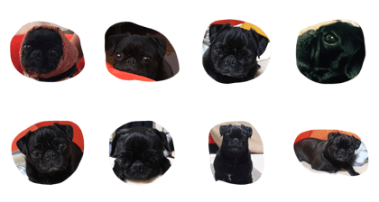 BLACK PUG Mom  KOHANE