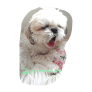Willy my dog
