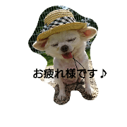 very pretty chihuahua
