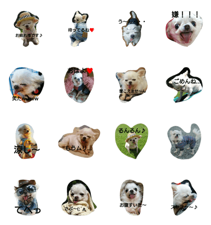 very pretty chihuahua