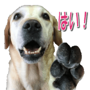 Labrador AI