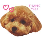 "mugi" of dog