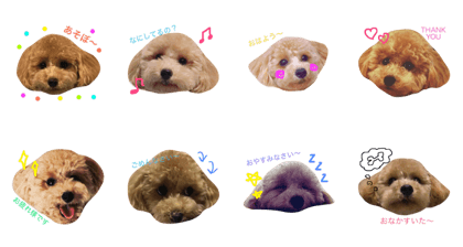 "mugi" of dog