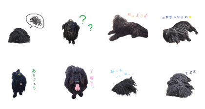 puli
