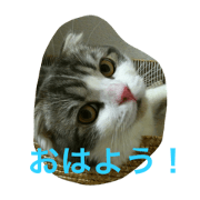 Yuzu&Karin Lovely cats