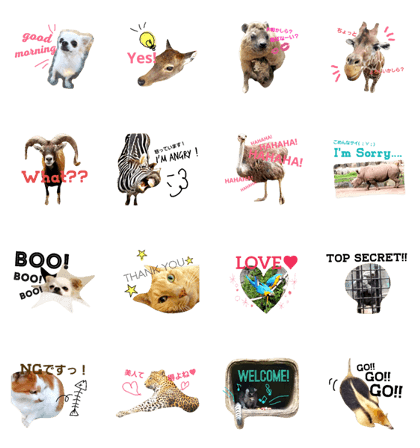 CRAZY&CUTE ANIMALS!