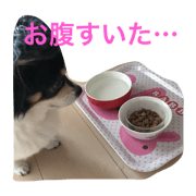 my dog.ruki