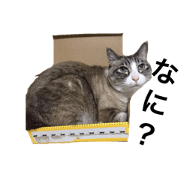 my cat stamp shimba