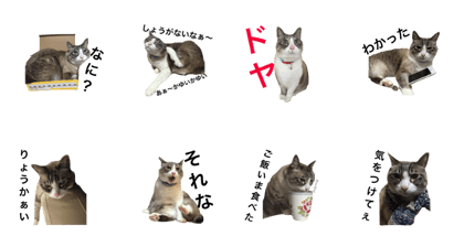 my cat stamp shimba
