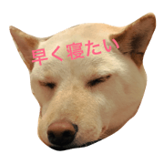 dogcatt
