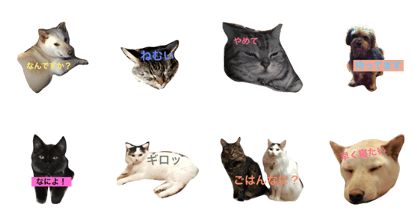 dogcatt