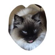 blue eyes cat stamp