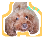 dog with cat