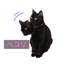 Daily life of the black cat named rai 2