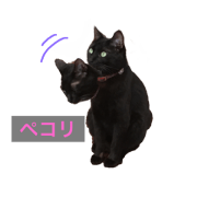 Daily life of the black cat named rai 2